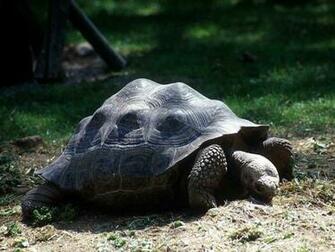 HD Wallpaper Tortoise