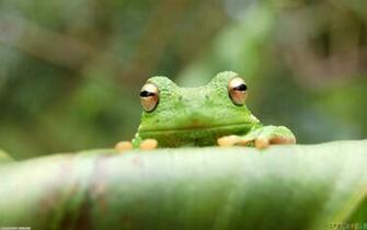 Little Cute Frog Wallpaper Open Walls