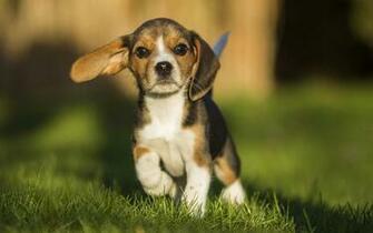 Beagle Wallpaper