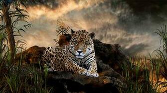 Big Cats Wild Animals Wallpaper