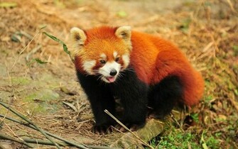 Red Panda Wallpaper