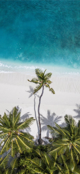 Coconut Tree Wallpaper
