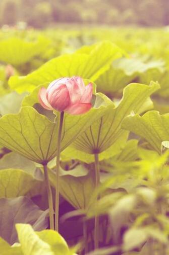 Lotus Flower iPhone Wallpaper HD