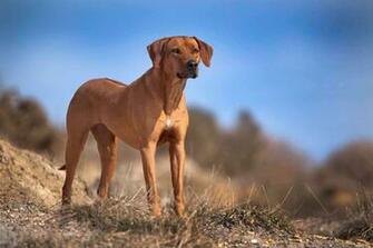 Rhodesian Ridgeback Beraplan Razas De Perros