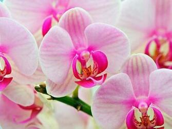 Attractive Pink Orchids Wallpaper