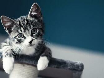 Cat Wallpaper Mac
