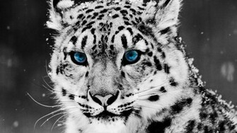 Cool Wallpaper White Tiger HD