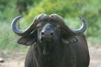 Water Buffalo Picture HD Wallpaper