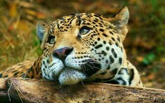 Leopard Background Sadness Wallpaper For Desktop Background