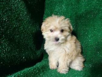 Morkie Puppies Pictures Puppy S Wallpaper With Full HD For Pc