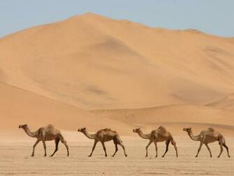 Camel Animal Photo Wallpaper
