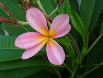Pink Plumeria Frangipani Temple Tree