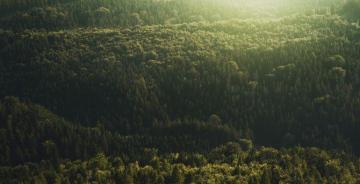 Aerial Trees Forest Nature Wallpaper HD Image Picture
