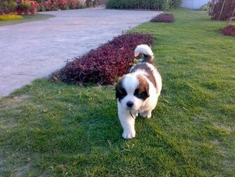 Saint Bernard