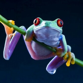 Tags Frog Tree