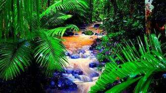 Rain Forest Wallpaper