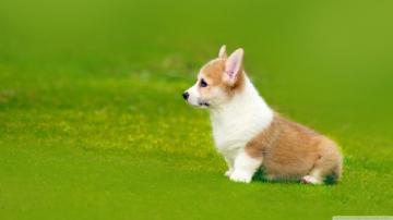 Corgi Wallpaper On