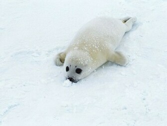 Sea Lions Baby Jpg