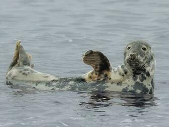 Seals Wallpaper