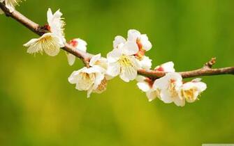 Wallpaper World Apple Flowers Branch HD