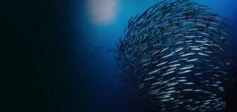 Chris Oliver Named Assistant Administrator For Noaa Fisheries
