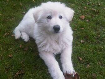 Image Go Back To White German Shepherd Puppies Pictures Next