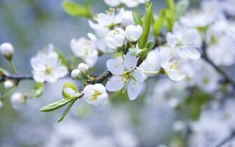 Apple Blossom Wallpaper HD