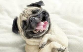 Gay Pug Wallpaper And Image Pictures Photos