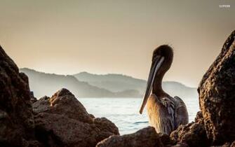 Small Brown Pelican Wallpaper