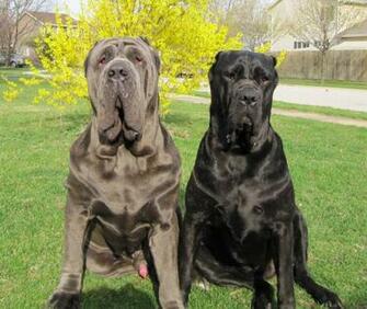 Mastiff Dogs Photo And Wallpaper Beautiful Two Neapolitan