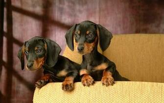 Miniature Dachshund Puppies Wallpaper Puppy No
