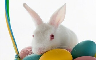 Easter HD Wallpaper Cute Bunnies Jpg