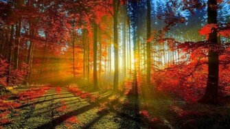 Beautiful Nature Wallpaper High Definition