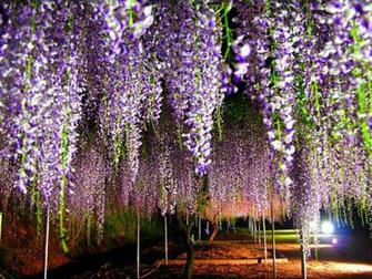 Wallpaper Wisteria Tree Is Extreem Beauty Of Nature