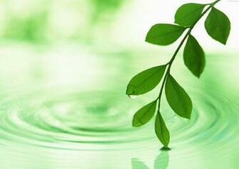 Green Leaf Wallpaper