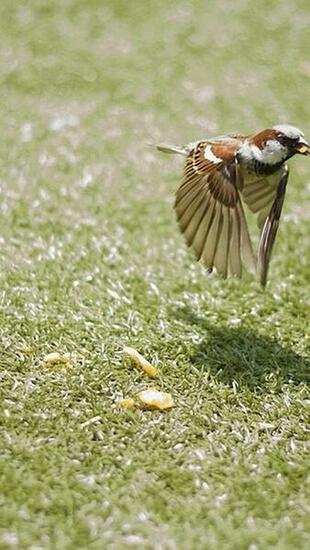 Birds Flying Grass Nature Sparrow Wallpaper Allwallpaper