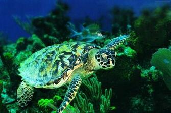 Underwater Wallpaper Animals HD Cool Walldiskpaper