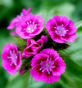 Flowers For Flower Lovers Beauty Desktop Wallpaper