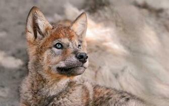 Cute Male Wolf Pup Wallpaper