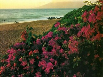 Wallpaper Nature Flowers