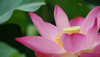 Pink Lotus Flower Wallpaper Pictures Image