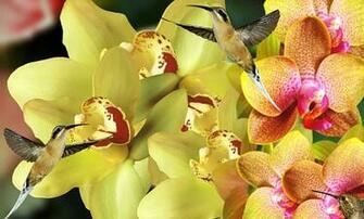 HD Wallpaper Macro Shot Of Two White Birds On Flowers Orquideas