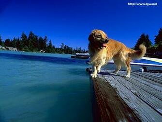 Tgw Net Desktop Background Wallpaper And Screensavers Just