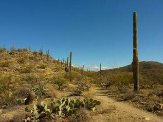 Mlewallpaper Saguaro S Carillo Trail