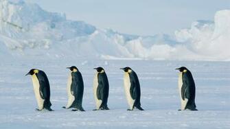 Emperor Penguin Wallpaper X Net