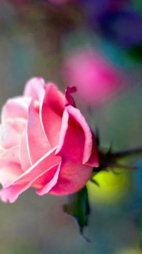 Ios Pink Flower Wallpaper Details
