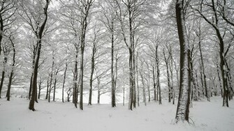 Wallpaper Tree Snow Winter Aspen In