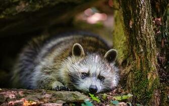 Raccoon Computer Wallpaper Desktop Background Id