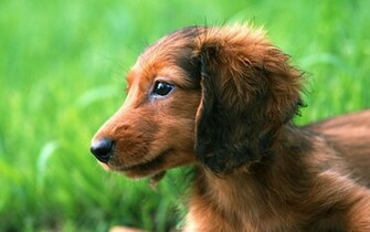 Miniature Dachshund Puppies Wallpaper Puppy No