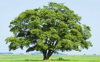 Beautiful Wallpaper For Desktop Big Tree HD